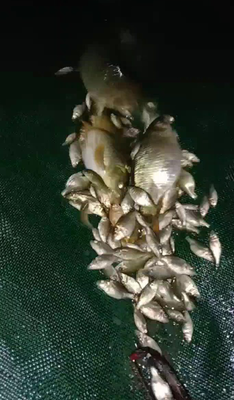 全雌性軟骨鯽魚優質幼苗批發買賣